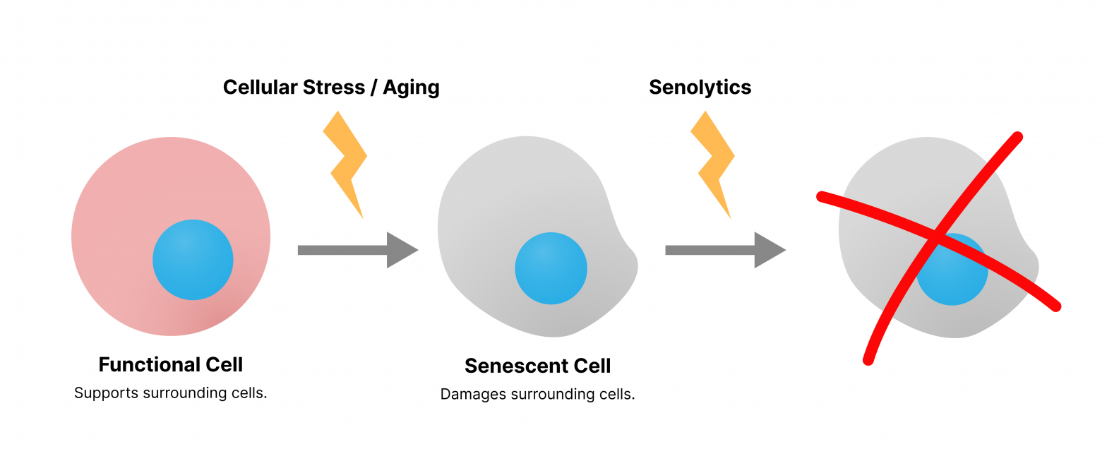 Applied Senolytics